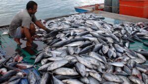 Ilustrasi Ikan Hasil Tangkapan Nelayan
