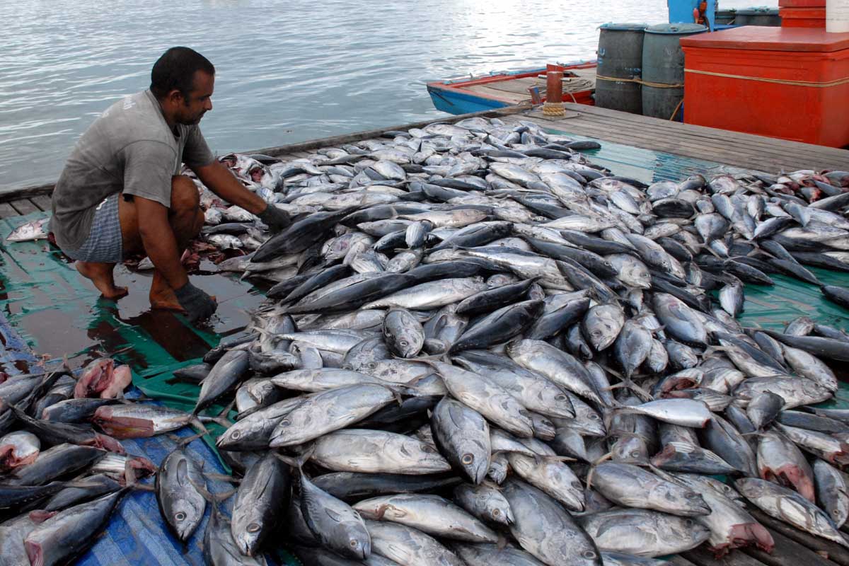 Ilustrasi Ikan Hasil Tangkapan Nelayan