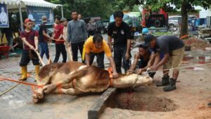 Dokumen BP Batam, Prosesi Penyembelihan Hewan Qurban di momen Idul Adha beberapa waktu lalu