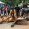 Dokumen BP Batam, Prosesi Penyembelihan Hewan Qurban di momen Idul Adha beberapa waktu lalu