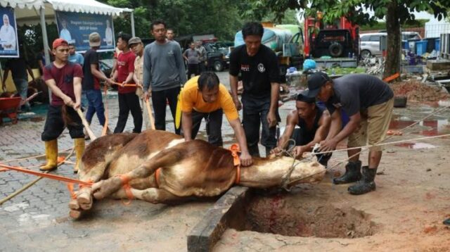 Dokumen BP Batam, Prosesi Penyembelihan Hewan Qurban di momen Idul Adha beberapa waktu lalu