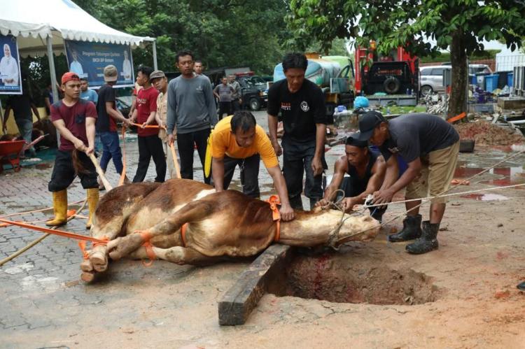 Dokumen BP Batam, Prosesi Penyembelihan Hewan Qurban di momen Idul Adha beberapa waktu lalu
